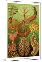Worms-Ernst Haeckel-Mounted Art Print
