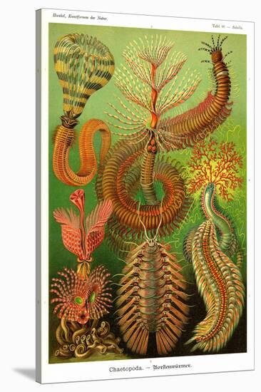 Worms-Ernst Haeckel-Stretched Canvas
