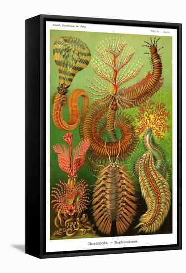 Worms-Ernst Haeckel-Framed Stretched Canvas