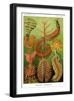 Worms-Ernst Haeckel-Framed Art Print