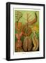 Worms-Ernst Haeckel-Framed Art Print