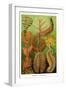 Worms-Ernst Haeckel-Framed Art Print
