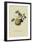 Wormsley Bergamot Pear-William Hooker-Framed Art Print