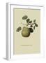 Wormsley Bergamot Pear-William Hooker-Framed Art Print