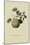 Wormsley Bergamot Pear-William Hooker-Mounted Art Print
