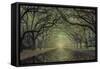 Wormsloe Avenue-Moises Levy-Framed Stretched Canvas