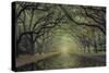 Wormsloe Avenue-Moises Levy-Stretched Canvas