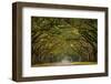 Wormsloe Plantation Oak Trees-skiserge1-Framed Photographic Print