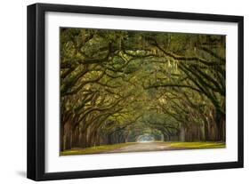 Wormsloe Plantation Oak Trees-skiserge1-Framed Photographic Print