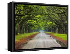 Wormsloe Plantation, Savannah, Georgia, USA-Joanne Wells-Framed Stretched Canvas