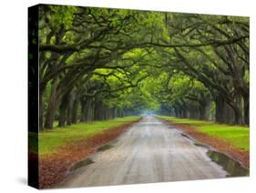 Wormsloe Plantation, Savannah, Georgia, USA-Joanne Wells-Stretched Canvas