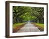 Wormsloe Plantation, Savannah, Georgia, USA-Joanne Wells-Framed Premium Photographic Print