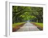 Wormsloe Plantation, Savannah, Georgia, USA-Joanne Wells-Framed Premium Photographic Print