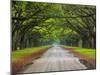 Wormsloe Plantation, Savannah, Georgia, USA-Joanne Wells-Mounted Premium Photographic Print