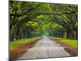 Wormsloe Plantation, Savannah, Georgia, USA-Joanne Wells-Mounted Premium Photographic Print