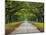 Wormsloe Plantation, Savannah, Georgia, USA-Joanne Wells-Mounted Premium Photographic Print