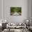 Wormsloe Plantation, Savannah, Georgia, USA-Joanne Wells-Photographic Print displayed on a wall