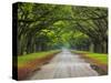 Wormsloe Plantation, Savannah, Georgia, USA-Joanne Wells-Stretched Canvas