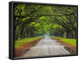 Wormsloe Plantation, Savannah, Georgia, USA-Joanne Wells-Framed Photographic Print