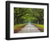 Wormsloe Plantation, Savannah, Georgia, USA-Joanne Wells-Framed Photographic Print