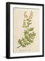 Wormwood-null-Framed Art Print