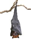 Bat,Lyle's Flying Fox (Pteropus Lylei),Isolated on White Background, with Clipping Path-Worraket-Photographic Print