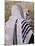 Worshippers at the Western Wall, Jerusalem, Israel, Middle East-Michael DeFreitas-Mounted Photographic Print