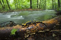 European Salamander (Salamandra Salamandra) on Tree Trunk Beside River, Male Morske Oko, Slovakia-Wothe-Photographic Print