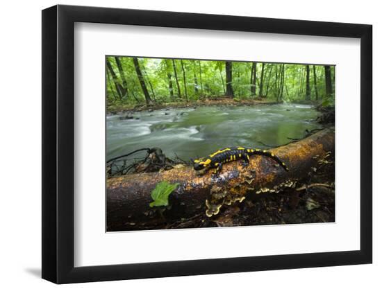 Premium Photographic Print, , large