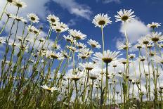 Marguerites (Leucanthemum Vulgare) in Flower, Eastern Slovakia, Europe, June 2009-Wothe-Photographic Print