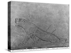 Wounded Lioness, Detail from a Relief Panel of Ashurbanipal II Killing Lions-null-Stretched Canvas