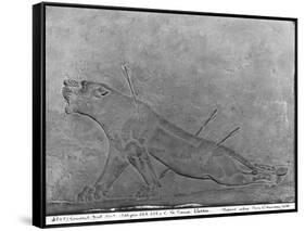 Wounded Lioness, Detail from a Relief Panel of Ashurbanipal II Killing Lions-null-Framed Stretched Canvas