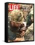 Wounded Marine, October 28, 1966-Larry Burrows-Framed Stretched Canvas