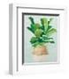 Woven Palm II-Julia Purinton-Framed Art Print