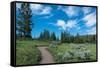 Wraith Falls Trail, Yellowstone National Park, Wyoming, USA-Roddy Scheer-Framed Stretched Canvas