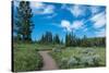 Wraith Falls Trail, Yellowstone National Park, Wyoming, USA-Roddy Scheer-Stretched Canvas