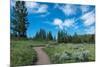 Wraith Falls Trail, Yellowstone National Park, Wyoming, USA-Roddy Scheer-Mounted Photographic Print