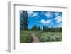 Wraith Falls Trail, Yellowstone National Park, Wyoming, USA-Roddy Scheer-Framed Photographic Print