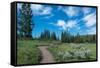 Wraith Falls Trail, Yellowstone National Park, Wyoming, USA-Roddy Scheer-Framed Stretched Canvas