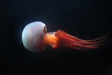 Moon Jellyfish (Aurelia Aurita) in an Aquarium.-wrangel-Stretched Canvas