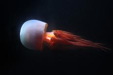 Moon Jellyfish (Aurelia Aurita) in an Aquarium.-wrangel-Framed Photographic Print