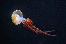 Moon Jellyfish (Aurelia Aurita) in an Aquarium.-wrangel-Stretched Canvas