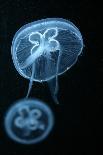Flame Jellyfish (Rhopilema Esculentum). Wildlife Animal.-wrangel-Photographic Print