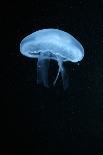 Moon Jellyfish (Aurelia Aurita) in an Aquarium.-wrangel-Stretched Canvas
