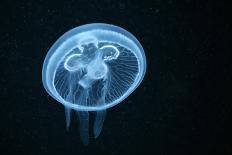 Flame Jellyfish (Rhopilema Esculentum). Wildlife Animal.-wrangel-Stretched Canvas