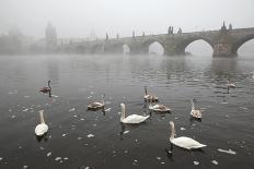 Morning Fog over Swimming Swans and the Charles Bridge in Prague, Czech Republic.-wrangel-Photographic Print