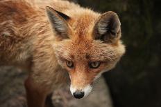 Red Fox (Vulpes Vulpes). Wild Life Animal.-wrangel-Photographic Print
