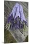 Wrapped Bouquets of Dried Lavender at Lavender Festival, Sequim, Washington, USA-Merrill Images-Mounted Photographic Print