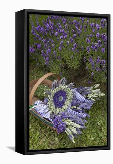 Wrapped Bouquets of Dried Lavender at Lavender Festival, Sequim, Washington, USA-Merrill Images-Framed Stretched Canvas