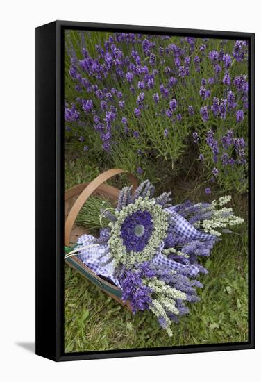 Wrapped Bouquets of Dried Lavender at Lavender Festival, Sequim, Washington, USA-Merrill Images-Framed Stretched Canvas